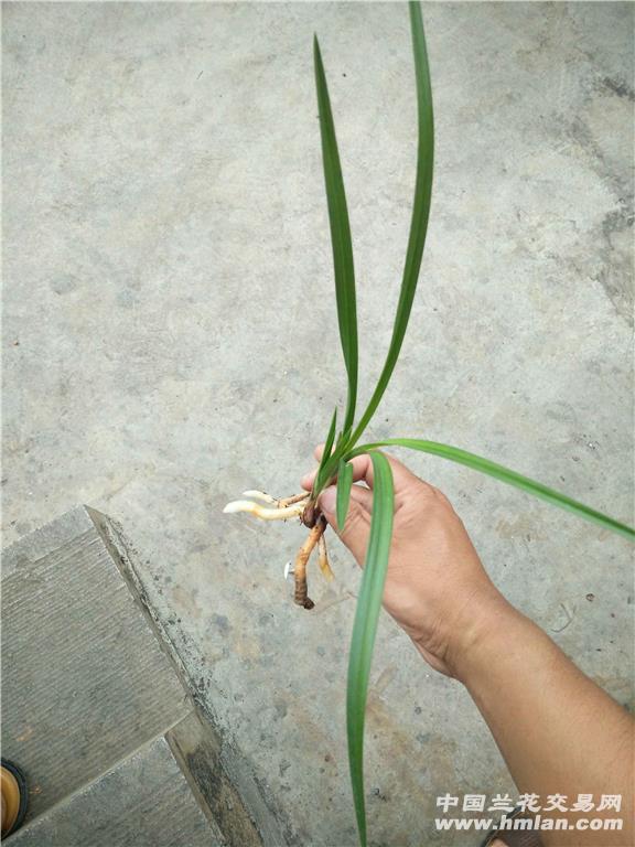 爱兰芝花,这是甸阳金荷?