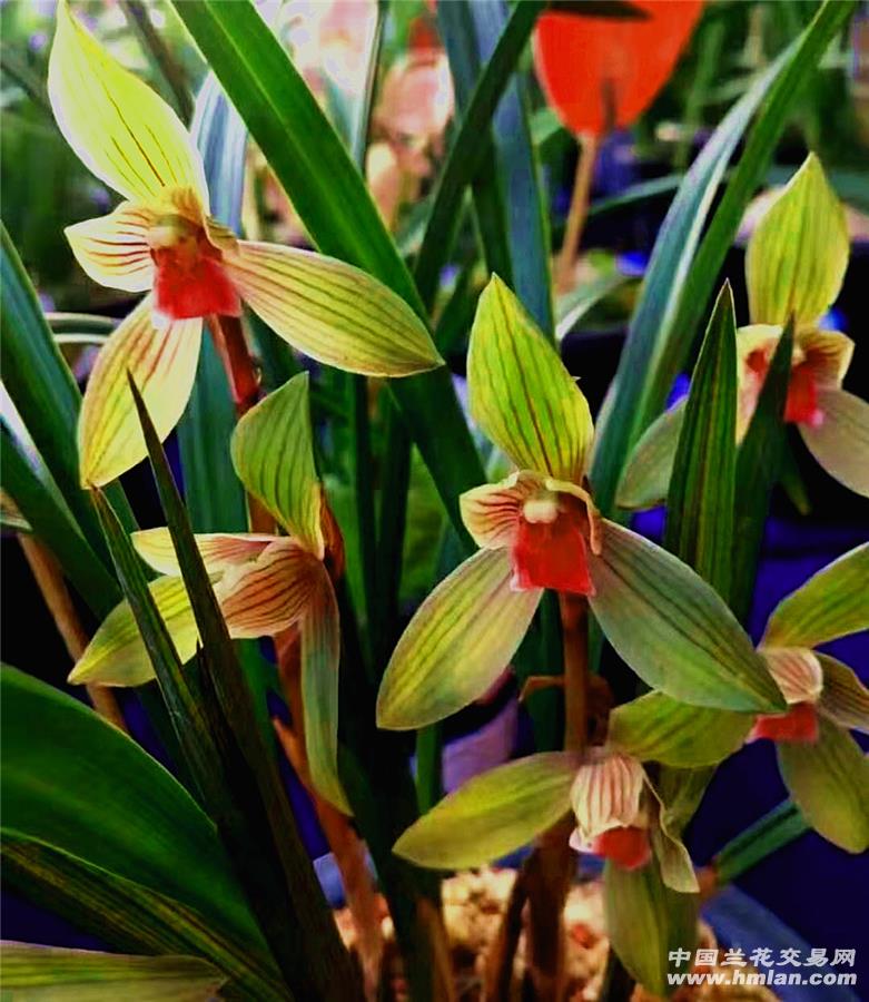 春剑神舟红素----【带芽,带花苞】