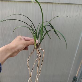 祥荷