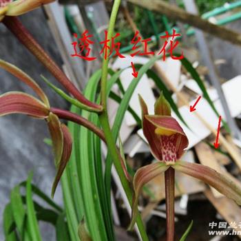 红花