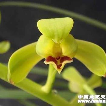刘梅