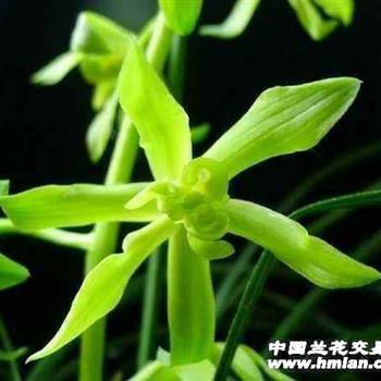 素菊