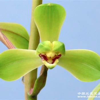 程梅