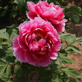 牡丹新七福神3年3分枝苗(品种任搭3株起发货)