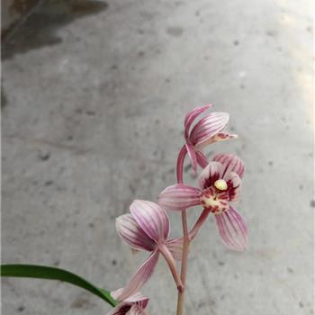 红月