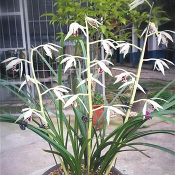 太白