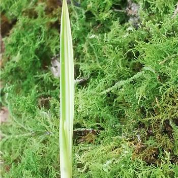 龙根粉白丝中透,草丝抓出,没见到阳光