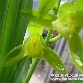 皇帝