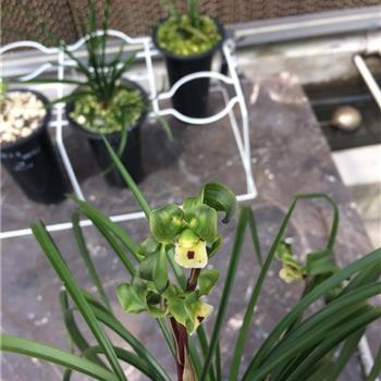 参展佳品东海龙珠4苗5花苞0起拍H008