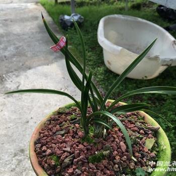 绿云