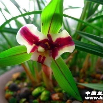 虎蕊