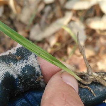 下山白丝脚叶中透