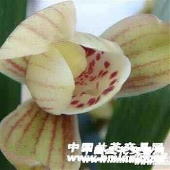 君荷