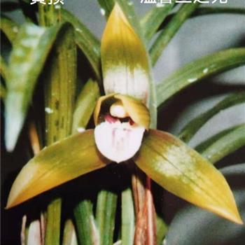 黄顶