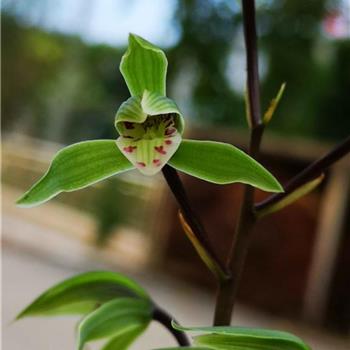 细叶寒清爽小花