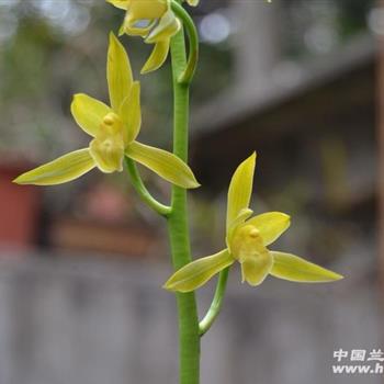 锦翠