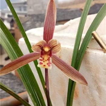 朱砂兰2苗1花