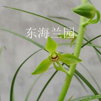 翠丰