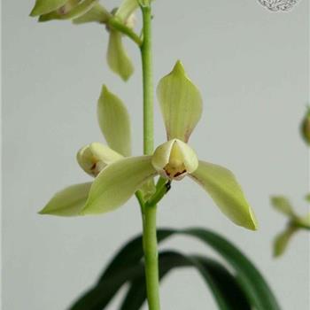 含玉