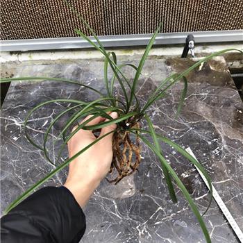 参展佳品东海龙珠4苗7花苞0起拍H007