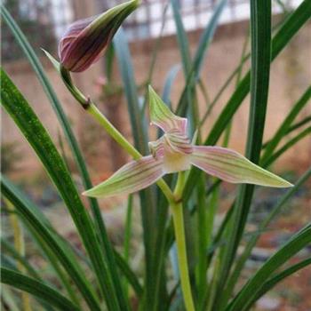 彩虹素青秀引种2苗1芽点3