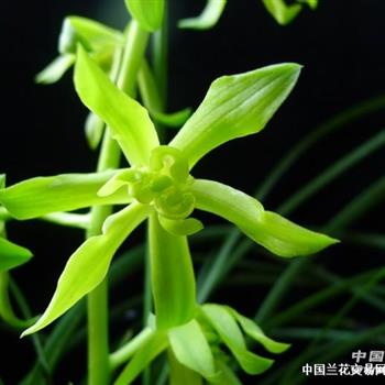 素菊