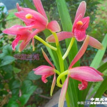 相思红唇【仔苗2芽 中国兰花交易网
