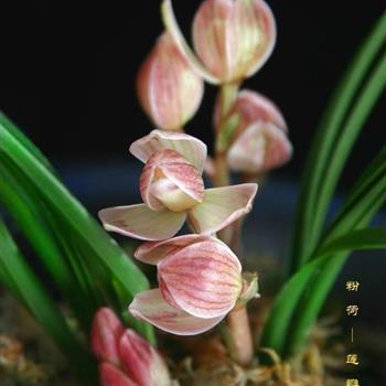 粉荷
