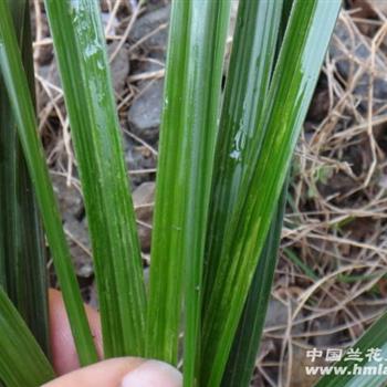 惠兰水晶斑开散斑花