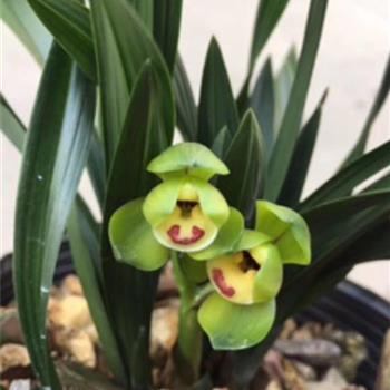 玉灵龙,88包邮,本园开品