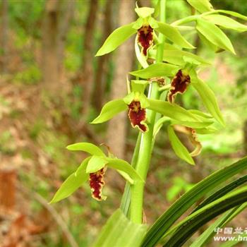 才下山蕙兰【青小花 紫红舌】1箭花1372