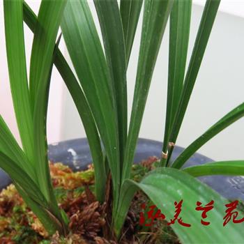 西子