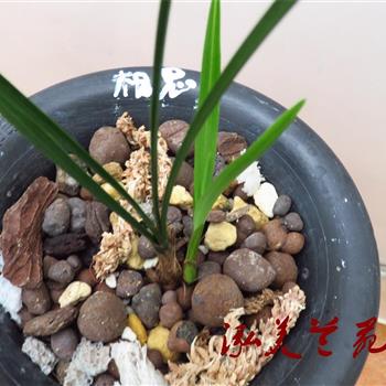 相思