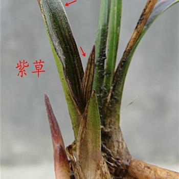 紫草