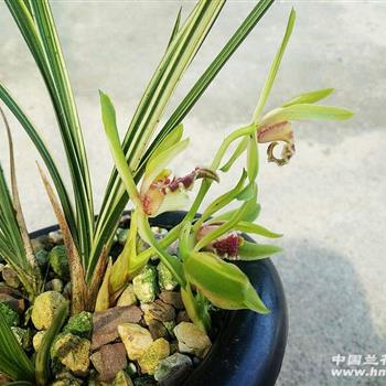 《秀香锦》2苗带1花1大芽16cm - 中国兰花交易网