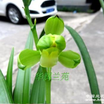 素梅