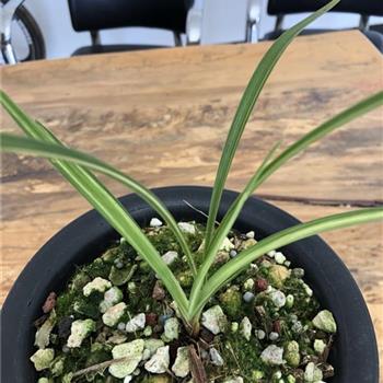 艺草