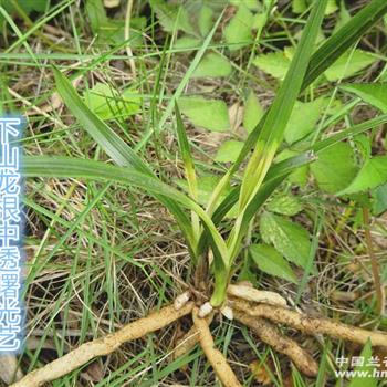 下山龙根蕙兰中矮种中透曙光艺