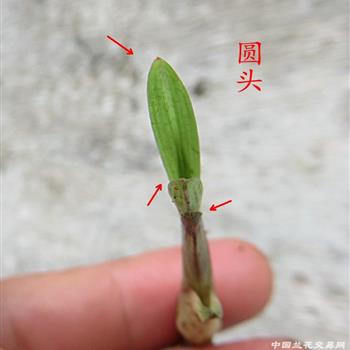 圆头