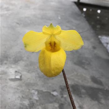 兜兰