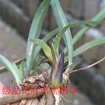级品奇叶黑素赌草 - 中国兰花交易网