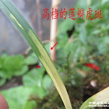 虎斑