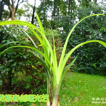 精选下山春剑钝尖鱼肚叶曙光艺生草赌极品荷瓣