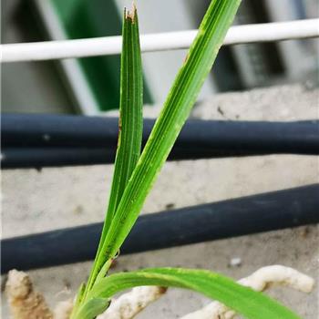 惠兰龙根水晶斑鱼肚叶国庆送野核桃