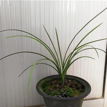 荣梅