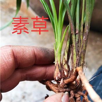 素草