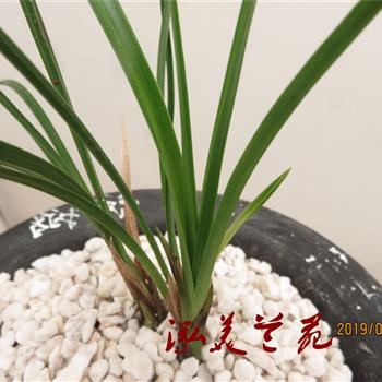 虎蕊