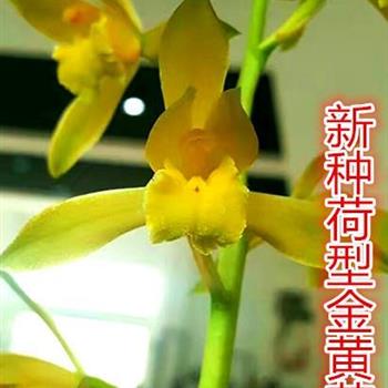 蕙兰荷型金黄花