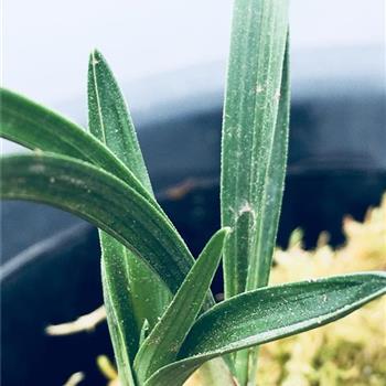 新年惠拍龙根春兰皮草补丁剑灵茱莉亚头型发型图片