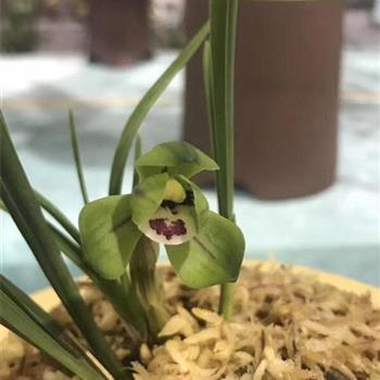 興荷
